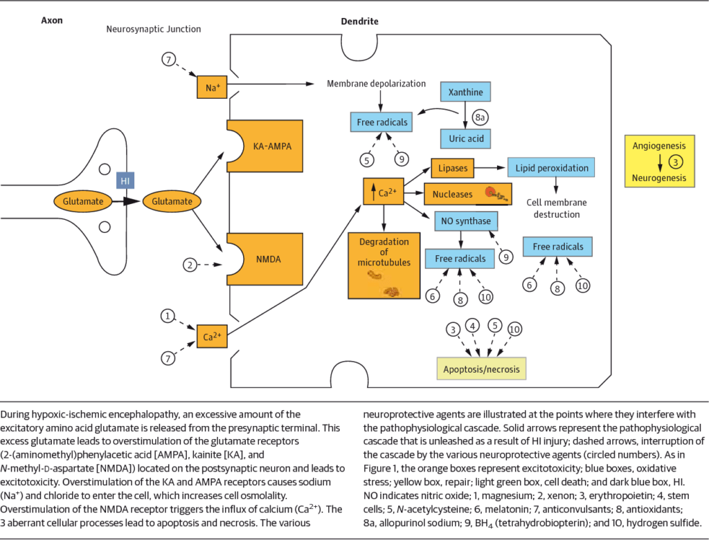 Hypoxic Ischemic Encephalopathy