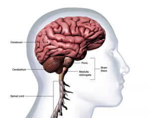 Acute Ataxia in Children