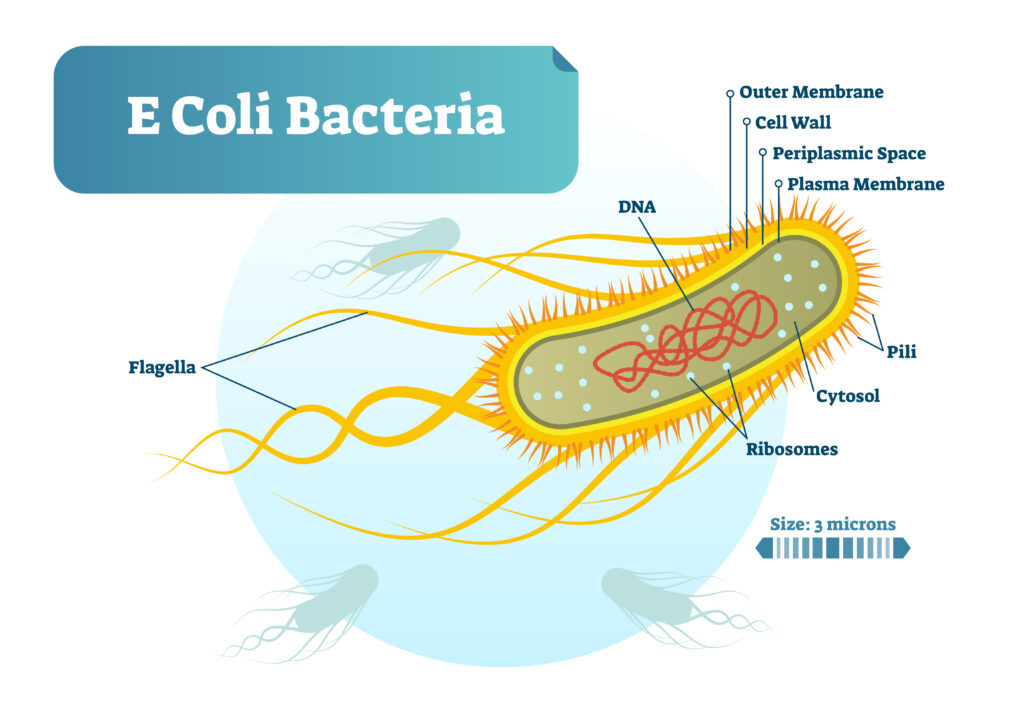 Hemolytic Uremic Syndrome (HUS)